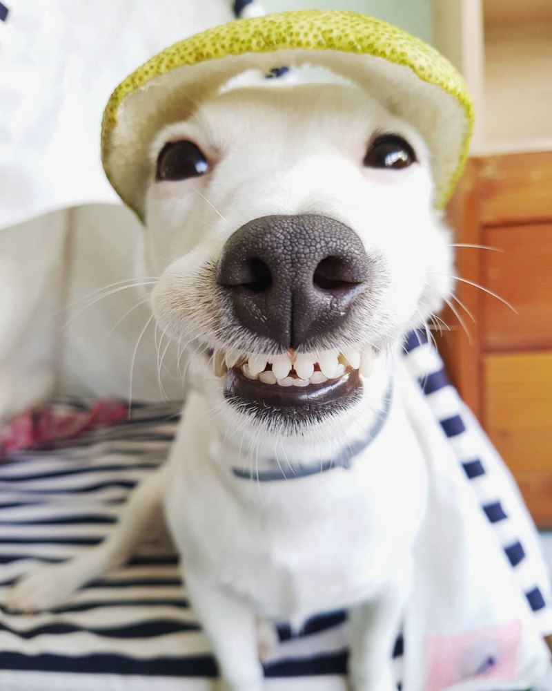 Собака с блином
