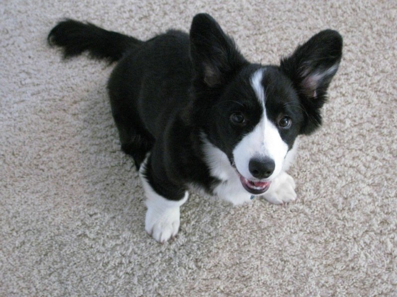 Sable окрас колли