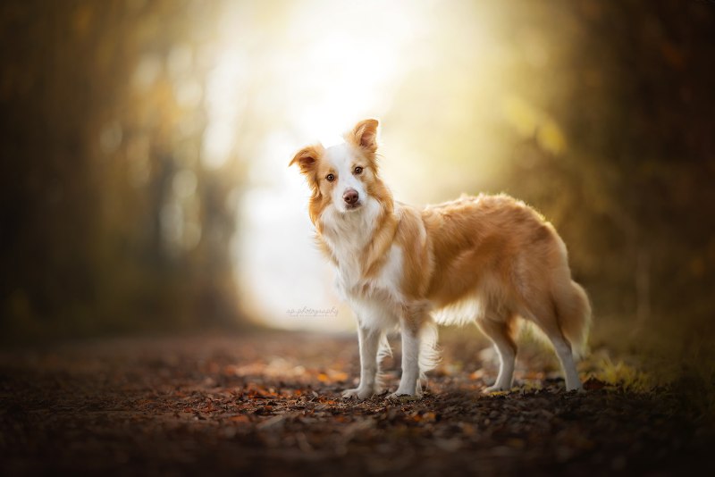Бордер колли и корги