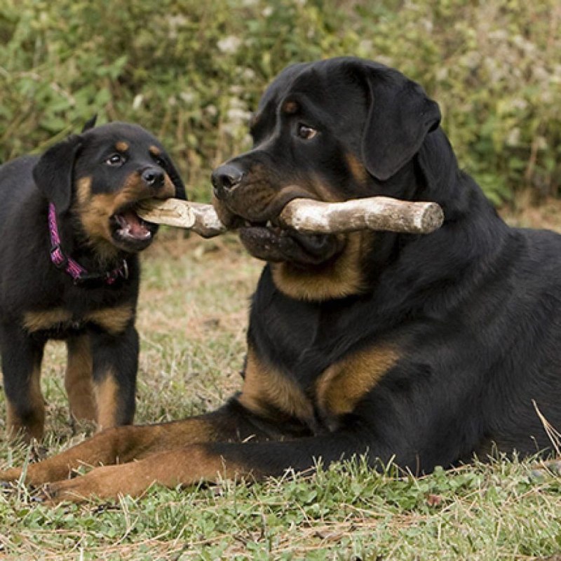 Лабрадор Retriever