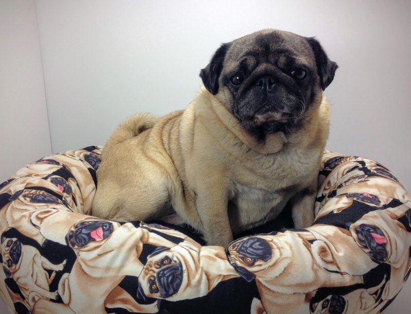 Pugs for sale trade me