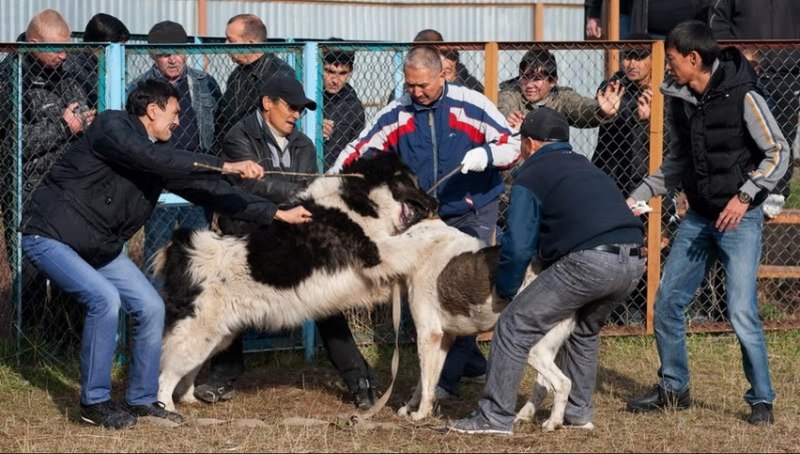 Африканский питбультерьер