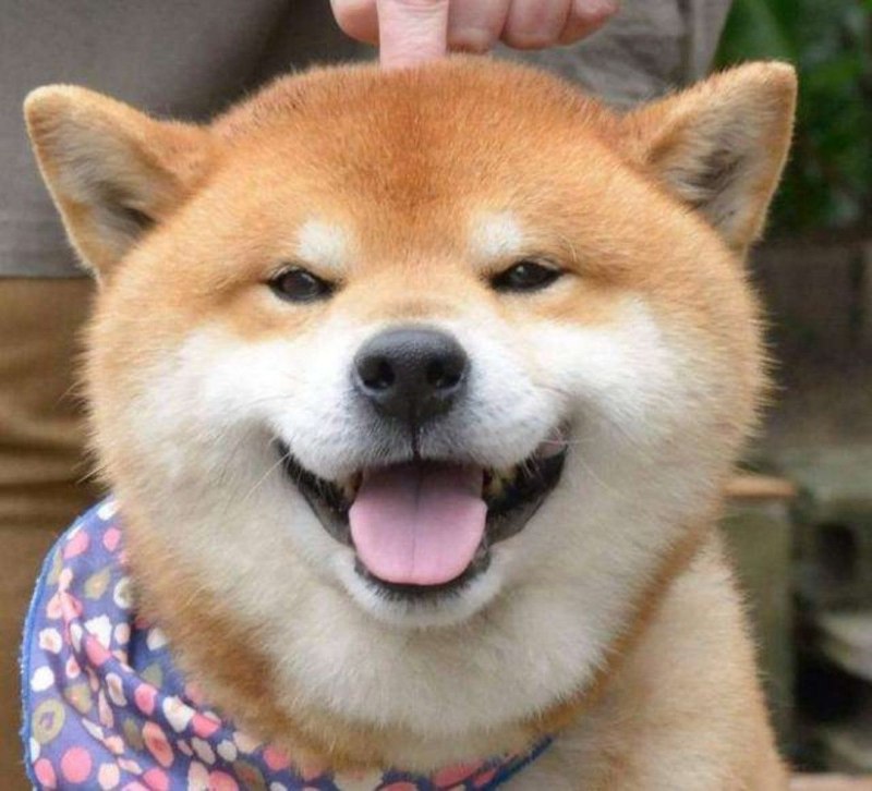Собака улыбака сиба ину