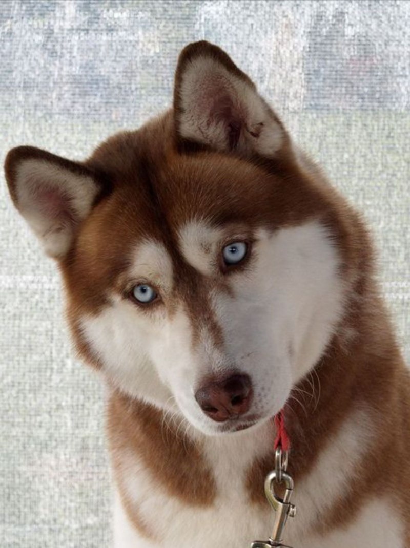 Хаски ред