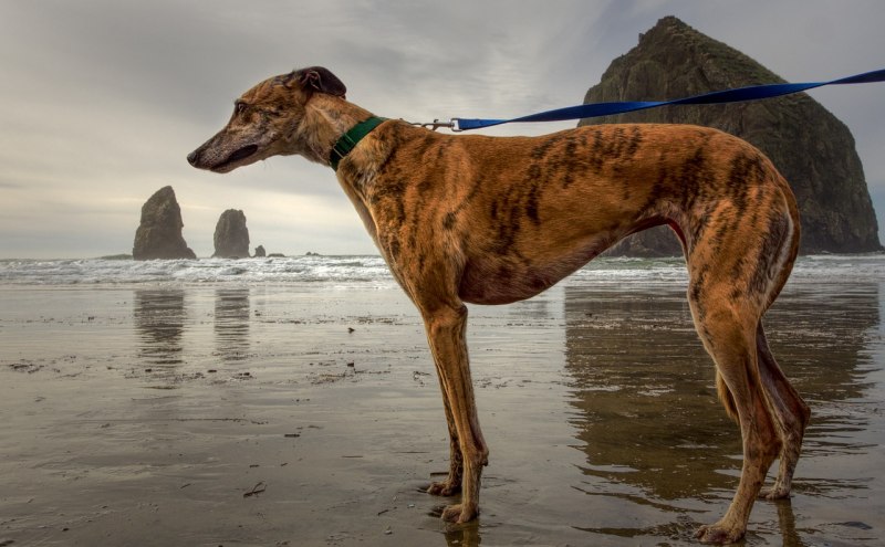 Грейхаунд Greyhound ева Краузе