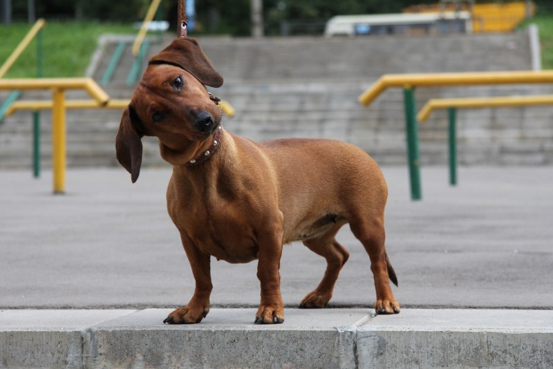 Бельгийская такса