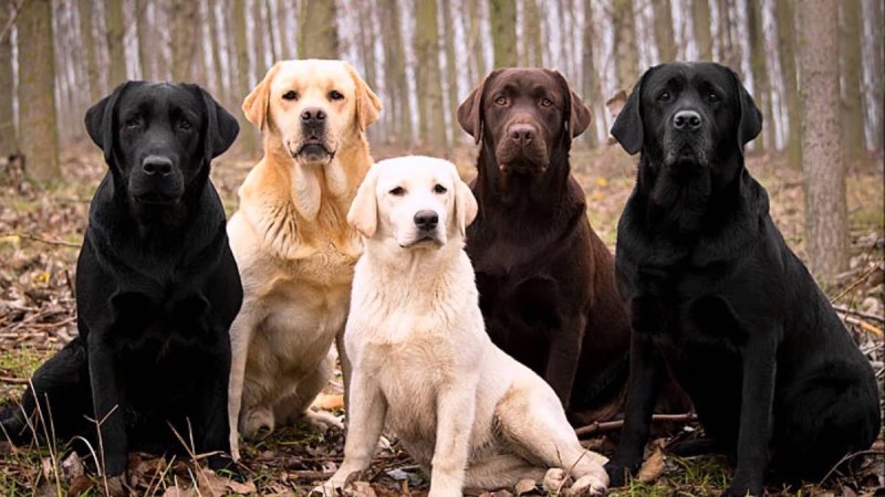 Лабрадор Retriever