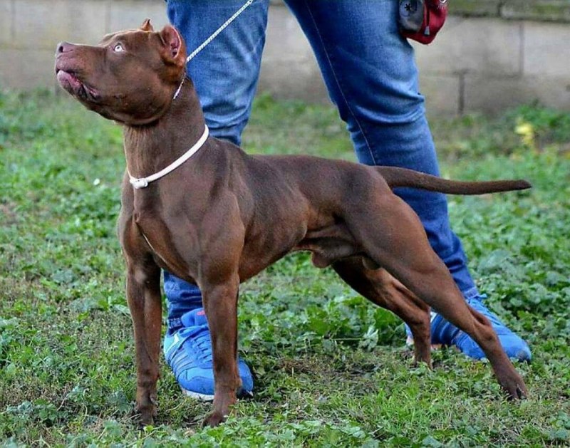 Бультерьер Бойцовский чёрный