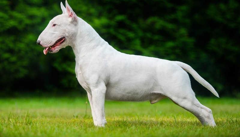 Бультерьер Brindle