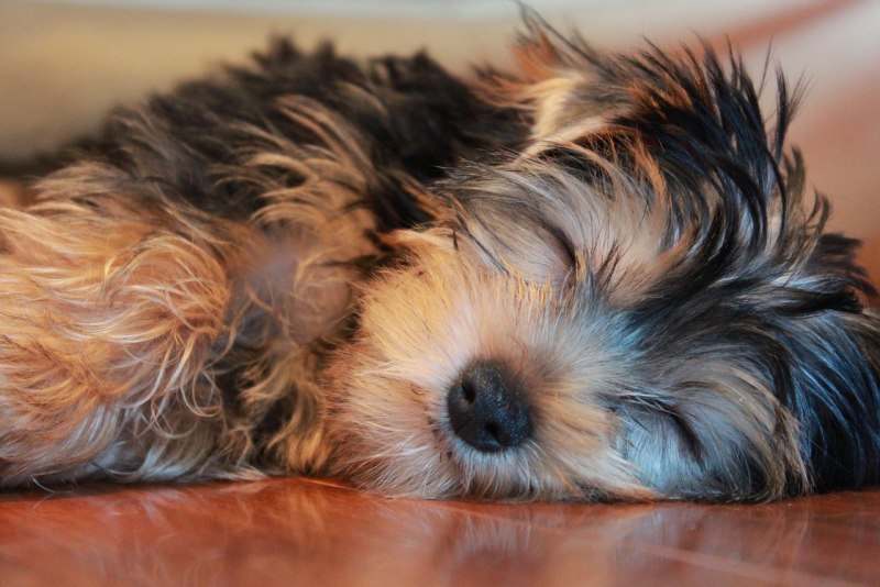 Teddy Bear Yorkie Breeders