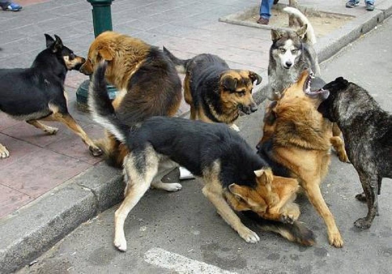 Собака в квартире погром