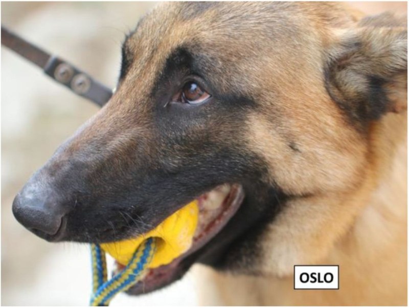 Cattle Dog-Labrador