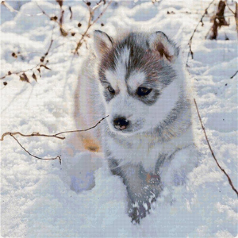 Собака хаски щенок милые