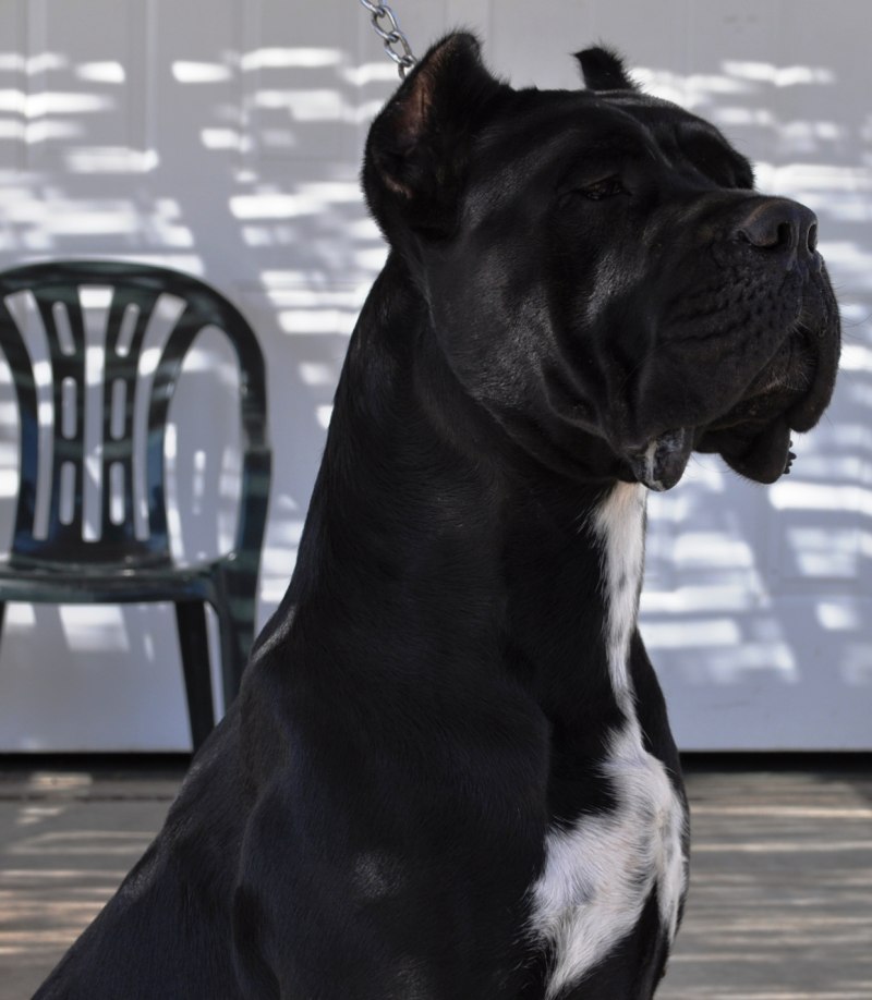 Cane Corso on Board наклейка