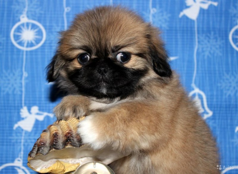 Pekingese Puppy