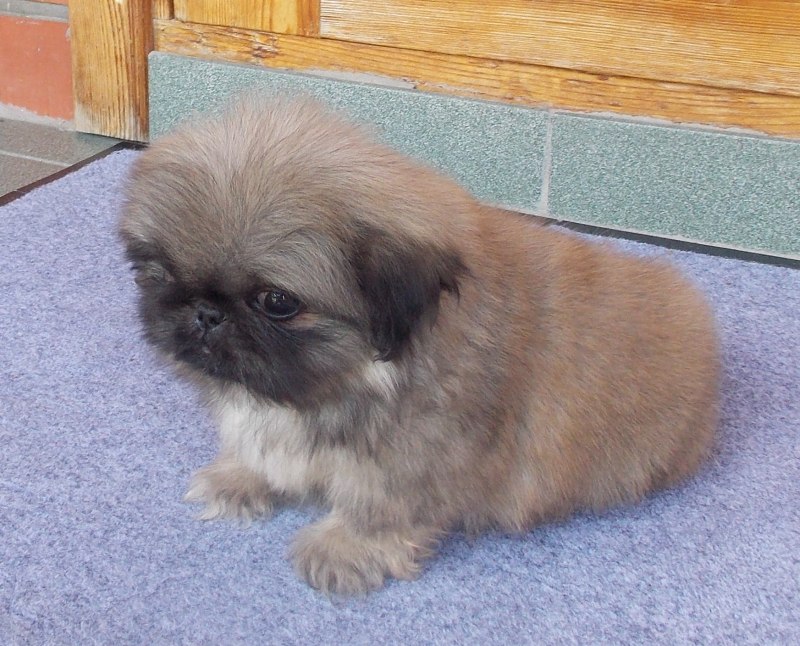 Пекинес Тузик