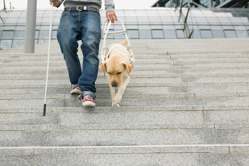 A Dog guiding a Blind man