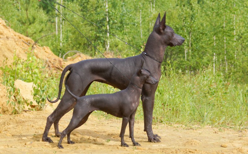 Ксолоитцкуинтли Анубис