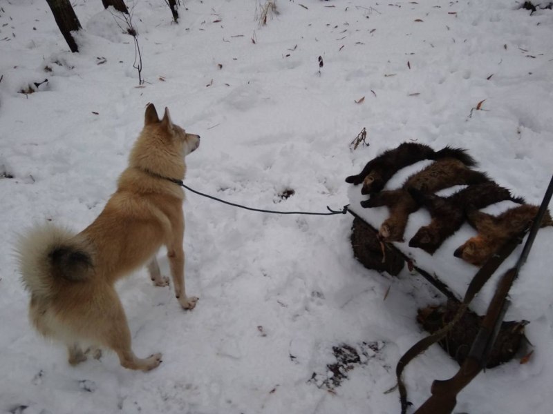 Собака ЦЦ группа