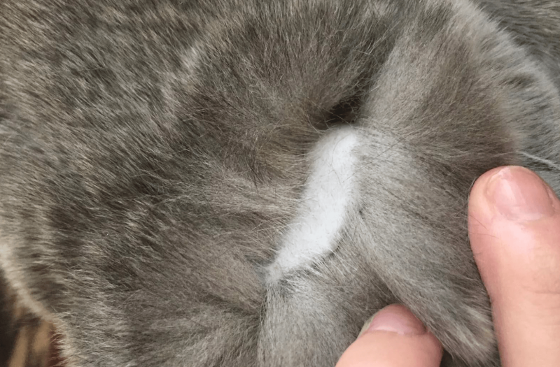Раздражение на коже у кота