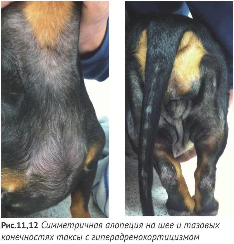 Выпадение шерсти у кота на голове