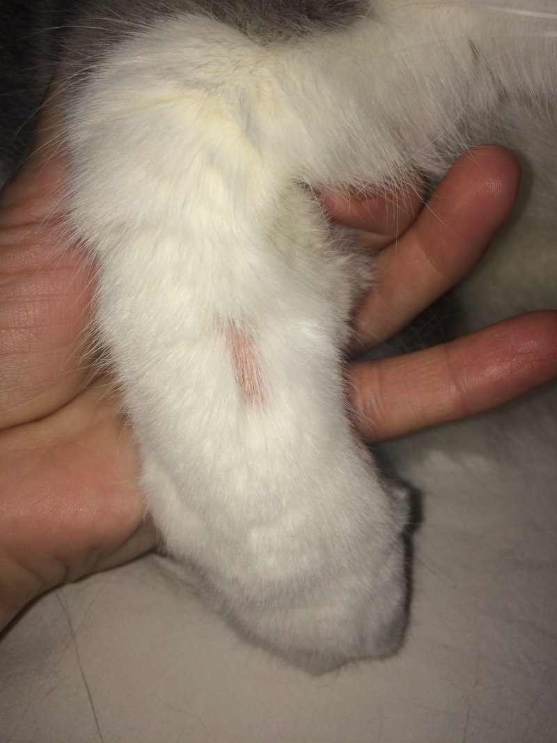 Проплешины на ногах кота