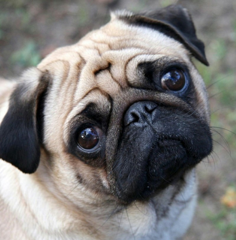 Dawg Мопс