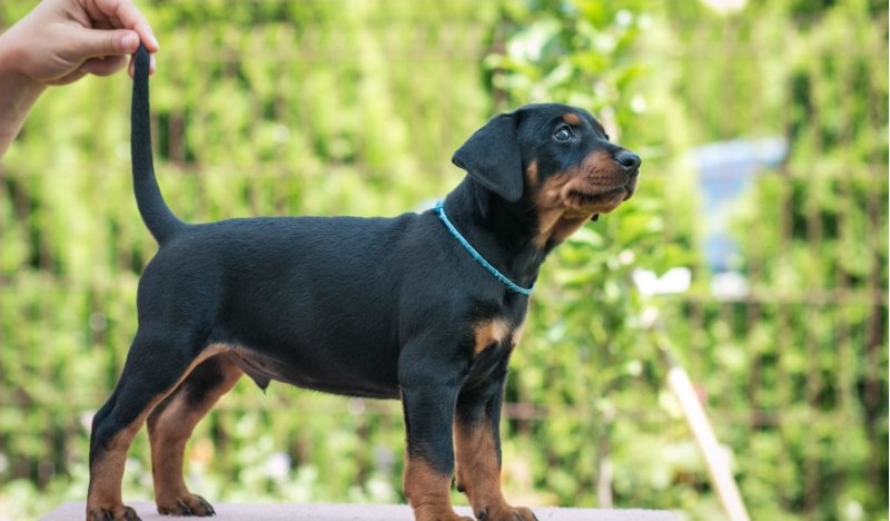German Pinscher питомник