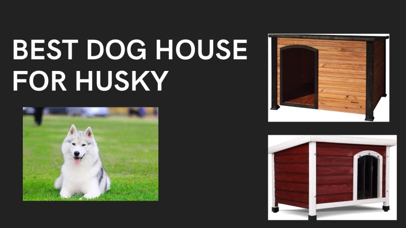 This Dog has a Doghouse Doghouse is big and good контрольная работа