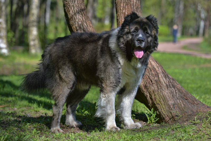 Кавказская овчарка
