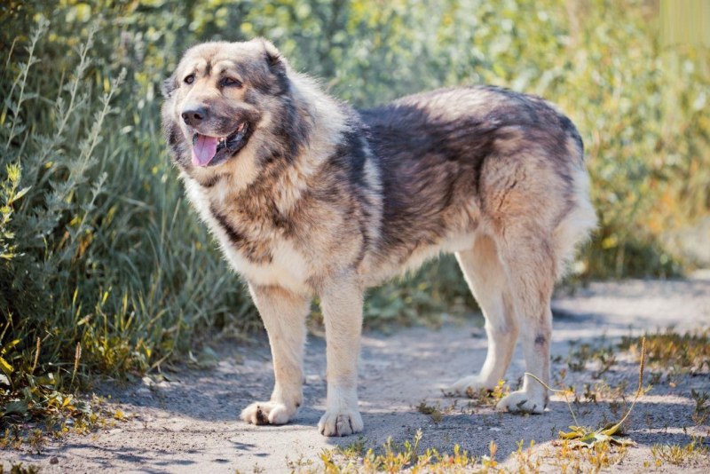Кавказская овчарка Puppy