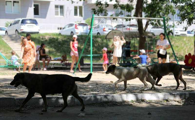 Нападение собаки на девушку