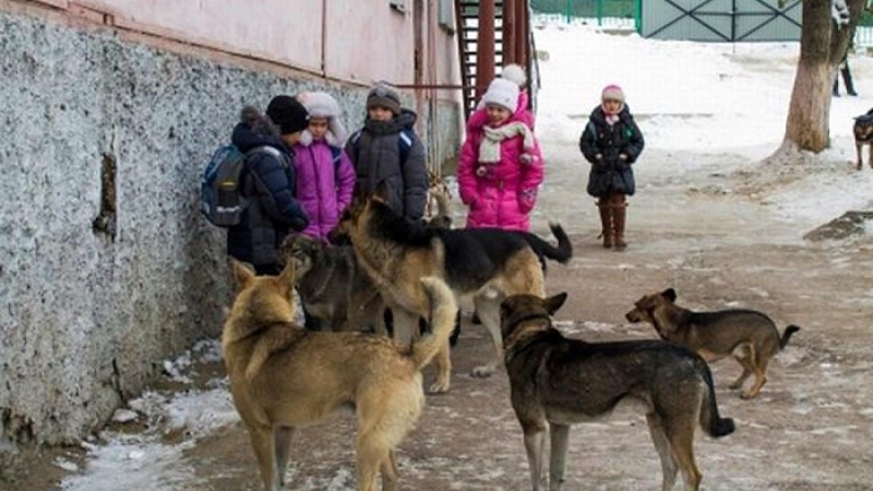Бездомные собаки нападают