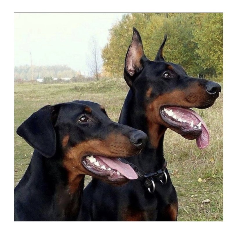 Уши собаки