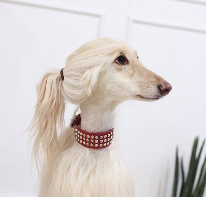 Собака без ушей и хвоста
