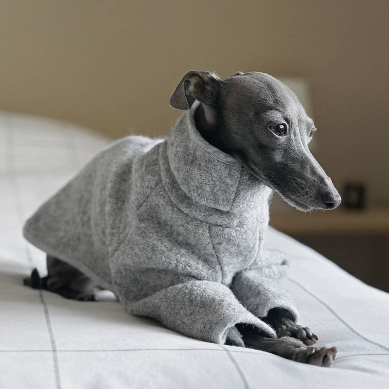 Королевская Левретка