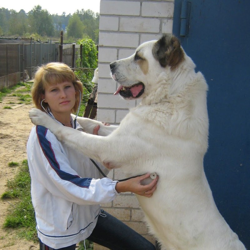 Вольер для собак алабаев