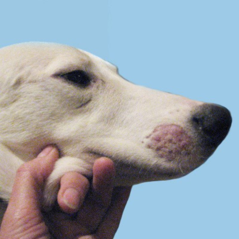 Когти корги