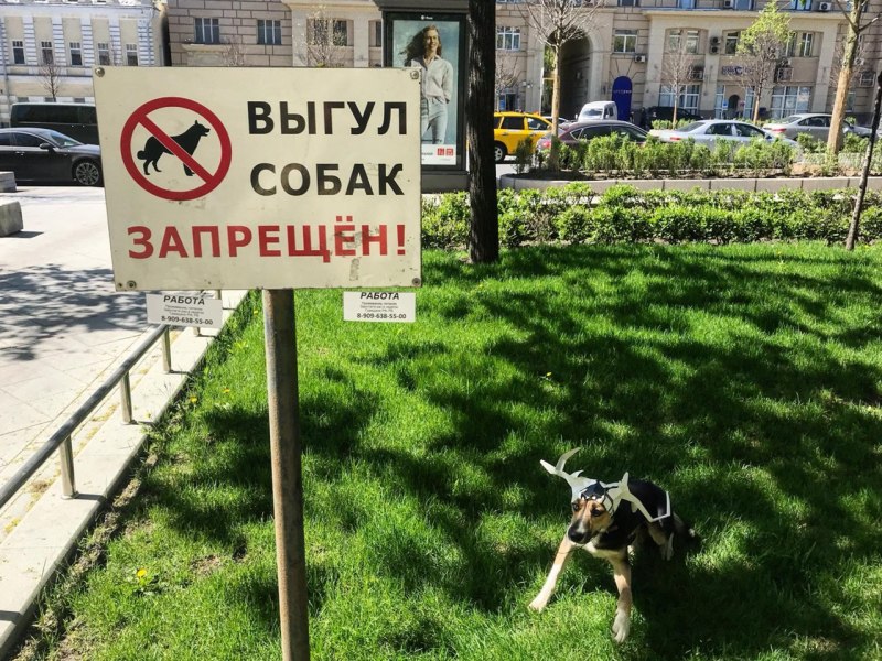 Табличка выгул собак