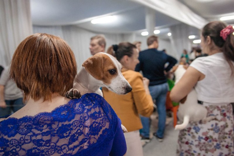 Павильон на выставке собак