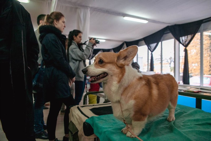 Выставка домашних животных в парке