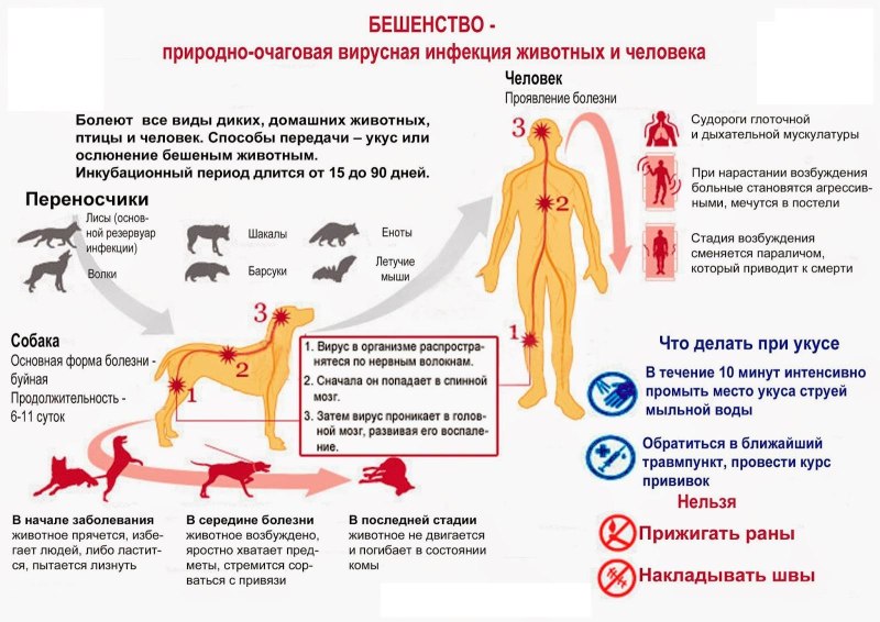 Собака в медицинской маске