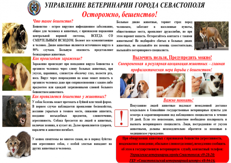 Токсокара собак цикл развития