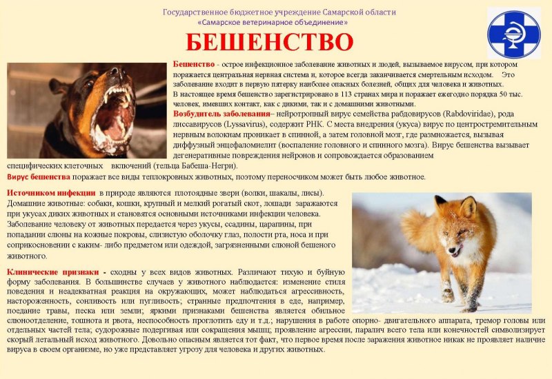 Собака в аэропорту