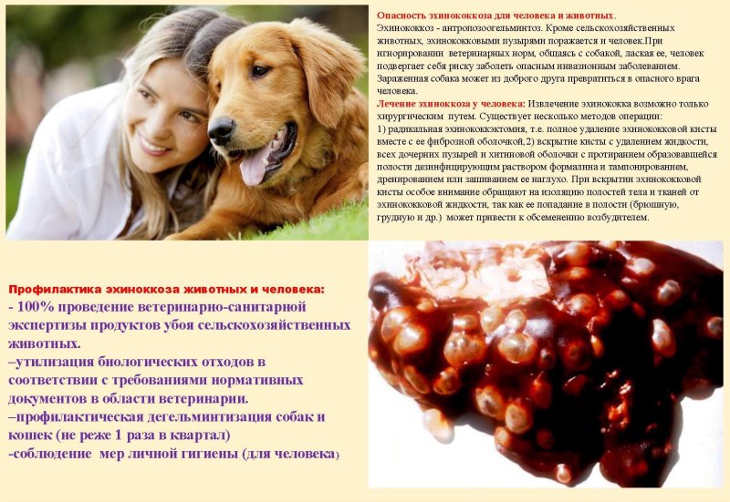 Социальные прогулки с собаками