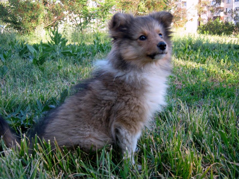 Pomsky Husky Albert