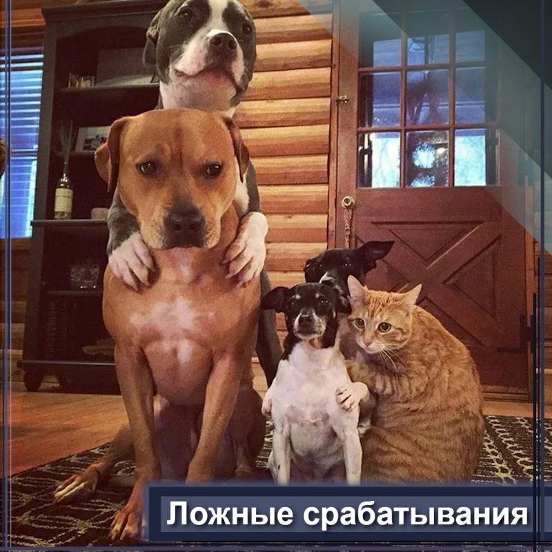 Домашние животные в доме