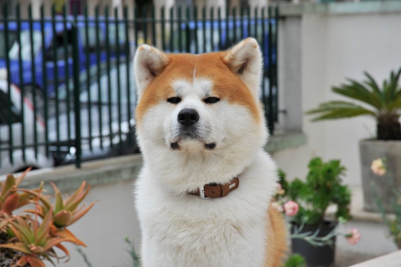 Акита ину Doge