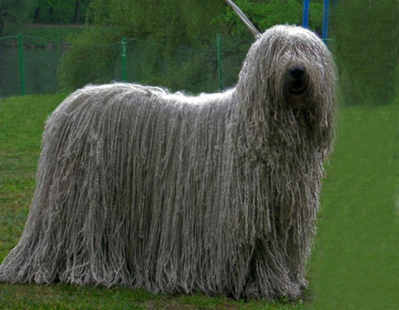 Бородатый колли