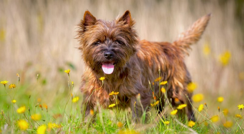 Cairn Terrier порода